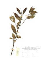 藏品(羊角木)的圖片